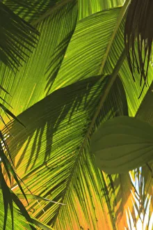 Images Dated 13th February 2013: Hawaiian Tropical Botanical Gardens, near Hilo, Big Island, Hawaii, USA