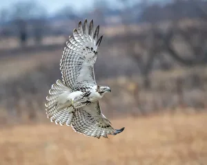 Kansas Prints: Hawk in flight