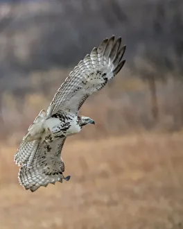 Images Dated 18th March 2022: Hawk in flight