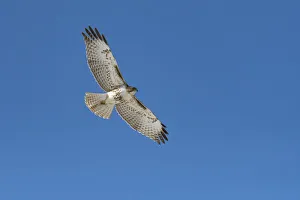 Hawk Prints: Hawk flying