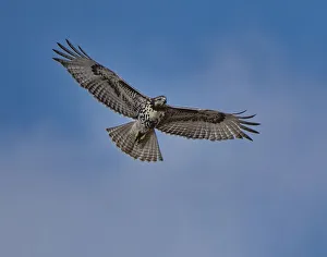 Images Dated 2022: Hawk flying overhead