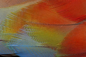 Parrot Prints: Hawk-headed parrot feathers
