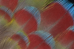 Parrot Prints: Hawk-headed Parrot feathers fanned out