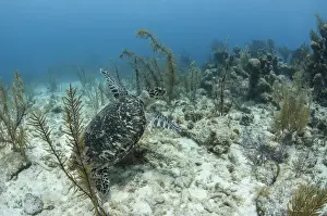 Images Dated 12th May 2015: Hawksbill Turtle (Eretmochelys Imbricata) release after capture for annual monitoring