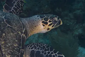 Barrier Reef Prints: Hawksbill Turtle (Eretmoscelielys imbricata) Hol Chan Marine Preserve, Belize Barrier