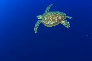 Images Dated 10th January 2006: Hawksbill Turtle, Palau, Micronesia, Rock Islands, World Heritage Site, Western Pacific