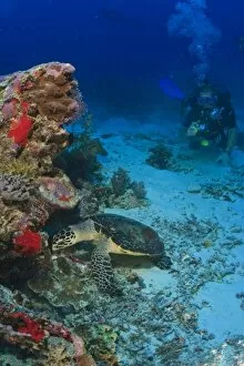 Hawksbill Turtle & Scuba Diver, Palau, Micronesia, Rock Islands, World Heritage Site