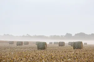 Foggy Prints: Hay bales in field on foggy morning, Marion Co. IL