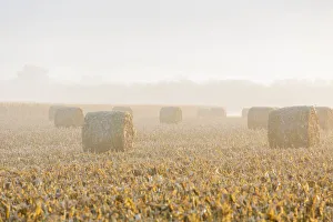 Bale Prints: Hay bales in field on foggy morning, Marion County, Illinois