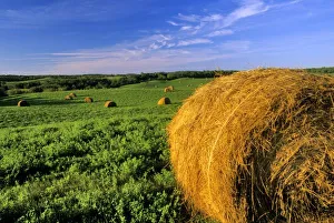 Roll Prints: Hay Bales near