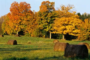 Images Dated 1st September 2006: Hay Bales & Sugar Maples near Boyd Wisconsin