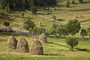 Images Dated 8th January 2013: Hay harvest and haystack in the Apuseni Mountains, Scarisoara, Romania