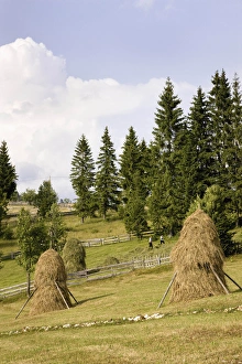 Images Dated 8th January 2013: Hay harvest and haystack in the Apuseni Mountains, Scarisoara, Romania
