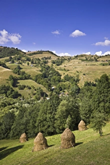 Hay harvest and haystack in the Apuseni Mountains, Scarisoara, Romania