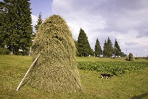 Images Dated 8th January 2013: Hay harvest and haystack in the Apuseni Mountains, Scarisoara, Romania
