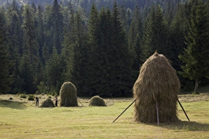 Images Dated 8th January 2013: Hay harvest and haystack in the Apuseni Mountains, Scarisoara, Romania