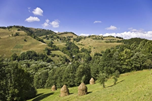 Images Dated 8th January 2013: Hay harvest and haystack in the Apuseni Mountains, Scarisoara, Romania