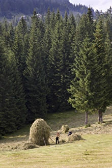 Images Dated 8th January 2013: Hay harvest and haystack in the Apuseni Mountains, Scarisoara, Romania