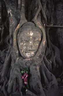 Ayutthaya Prints: The head of a Buddha statue nestled in the roots of a tree in the grounds of an Ayutthaya