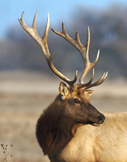 Majestic Prints: A head portrait of a stunning elk