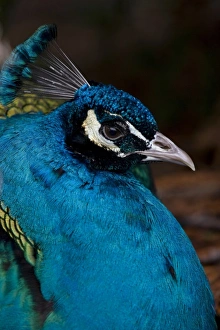 Head and shoulder portrait of a Peacock at the Point Defiance Zoo, Tacoma, Washington