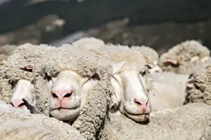 Images Dated 22nd February 2013: A heard of merino sheep huddle close to each other while having their portraits taken
