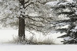 Images Dated 31st January 2016: Heavy frost on trees, Kalispell, Montana