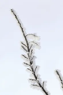 Kalispell Prints: Heavy frost on trees, Kalispell, Montana