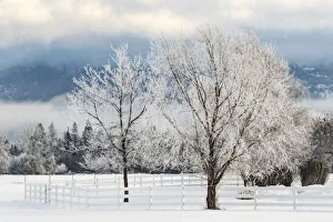 Images Dated 2nd February 2016: Heavy frost on trees, Kalispell, Montana