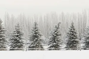 Images Dated 2nd February 2016: Heavy frost on trees, Kalispell, Montana