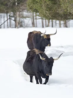 Snowing Prints: Heck Cattle (Bos primigenius taurus), an attempt to breed back the extinct Aurochs