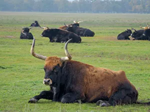 Growing Prints: Heck Cattle, a disputed attempt to breed back the extinct Aurochs from domestic cattle