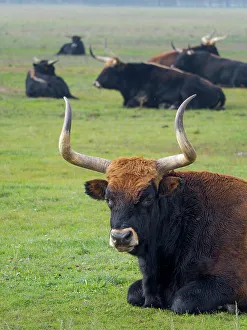 Growing Prints: Heck Cattle, a disputed attempt to breed back the extinct Aurochs from domestic cattle