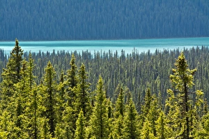 Luminous Prints: Hector Lake, Banff National Park, Alberta, Canada