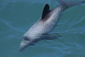 Hectors dolphin (Cephalorhynchus hectori), Akaroa Harbour, Banks Peninsula, Canterbury
