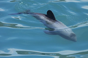 Hectors dolphin (Cephalorhynchus hectori), Akaroa Harbour, Banks Peninsula, Canterbury