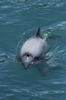 Images Dated 18th January 2012: Hectors dolphin (Cephalorhynchus hectori), Akaroa Harbour, Banks Peninsula, Canterbury