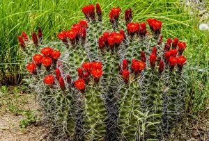 Albuquerque Prints: Hedgehog cactus, Botanical Park, Albuquerque, New Mexico