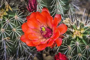 Hedgehog cactus, Botanical Park, Albuquerque, New Mexico