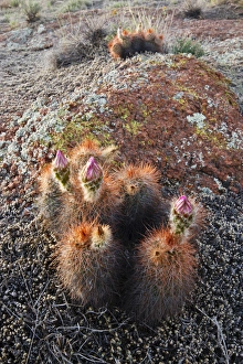 Images Dated 5th June 2011: Hedgehog Cactus (Echinocereus sp. ) budding in granite hills, southwestern Oklahoma