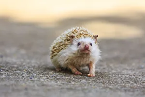 Hedgehog. Koh Samui, Thailand
