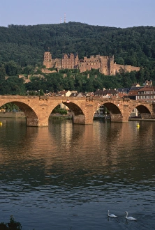 Swan Prints: Heidelberg castle in Heidelberg, Germany. germany, german, europe, european
