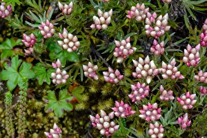 Ethiopia Prints: Helichrysum meyeri-johannis. Bale Mountains National Park. Ethiopia
