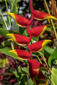Heliconia Prints: Heliconia