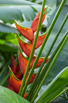 Heliconia