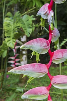 Trinidad Prints: Heliconia; Asa Wright Nature Preserve