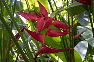 Images Dated 16th February 2017: Heliconia flower