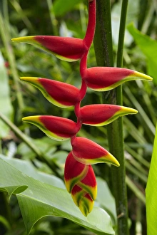 Hanging Prints: Heliconia flower, Kula Eco Park, Coral Coast, Viti Levu, Fiji, South Pacific