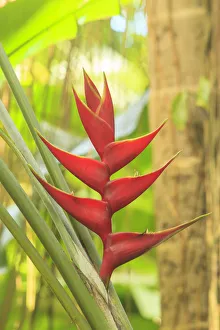 Heliconia Prints: Heliconia in Hawaiian Tropical Botanical Gardens, near Hilo, Big Island, Hawaii, USA