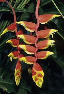 Heliconia Prints: Heliconia, (Heliconia rostrata), Belize, Central America